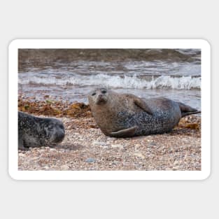 Two common seals at Portgordon Scotland Sticker